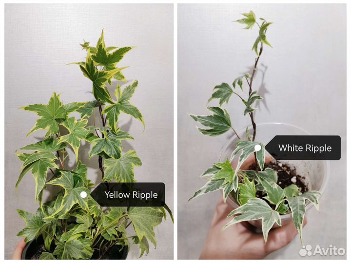 Плющ Хедера / Hedera Helix, более 40 сортов