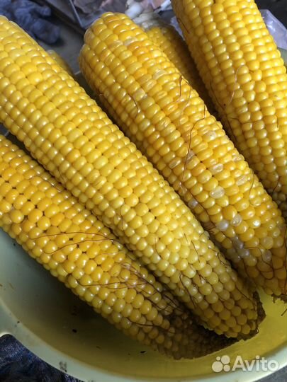 Кукуруза
