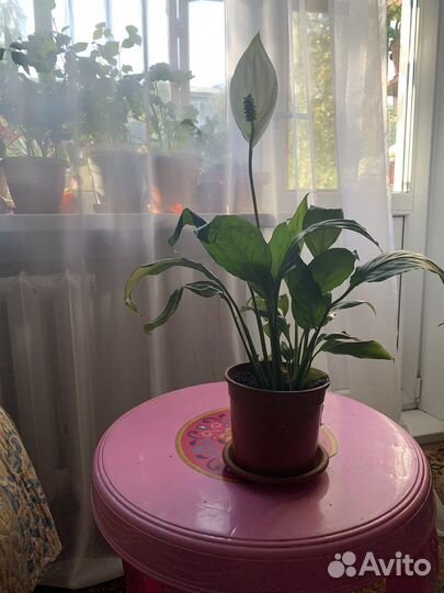 Спатифиллум