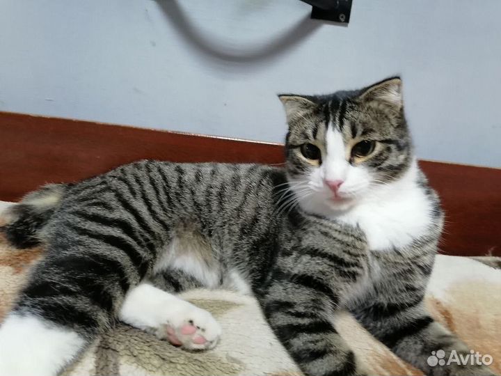 Кот Степа в хорошие руки