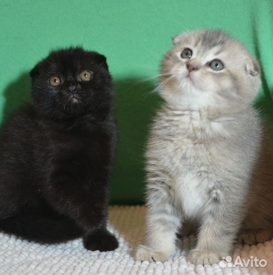 Вислоухие черный и голубое золото