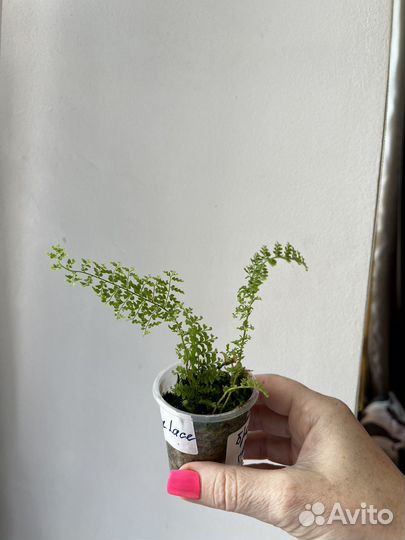 Папоротник комнатный