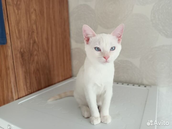 Кошка в дар бесплатно