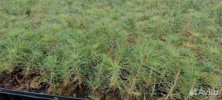 Сосна зкс для лесовосстановления, Кировская обл