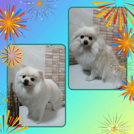 Стрижка собак и кошек(груминг животных)