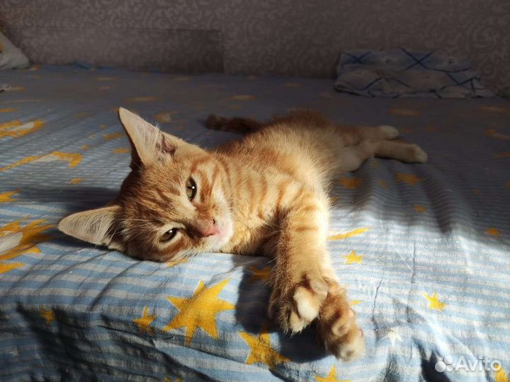 Рыжий котенок мальчик в добрые руки