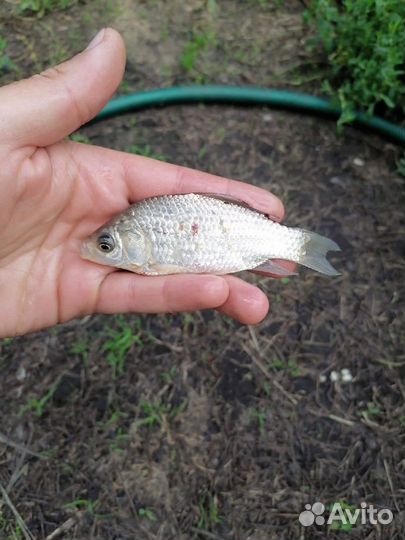 Живец карась