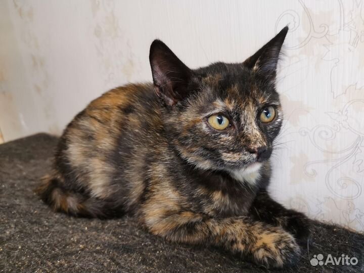 Ласковый котенок от домашней кошки ищет семью