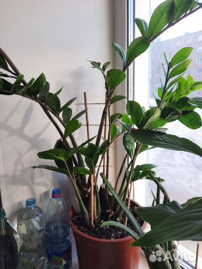 Комнатные цветы