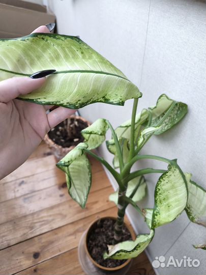 Диффенбахия рудольф роерс