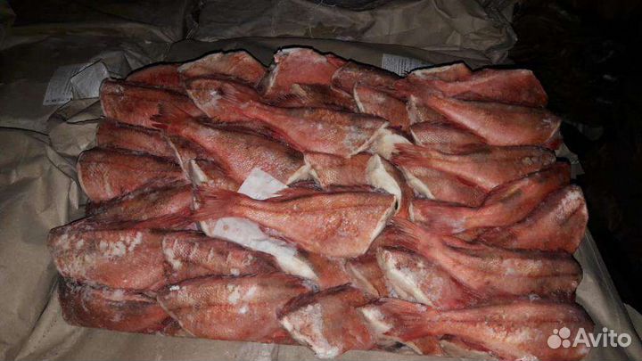 Морской окунь красный