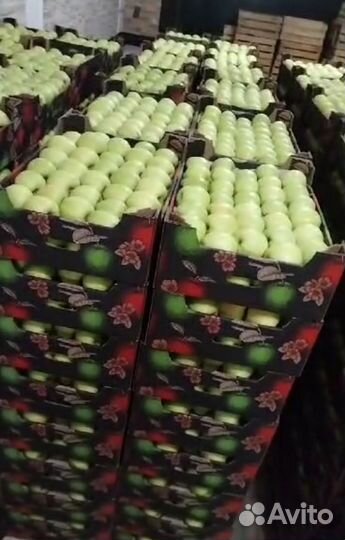 Яблоки оптом. Высшего сорта