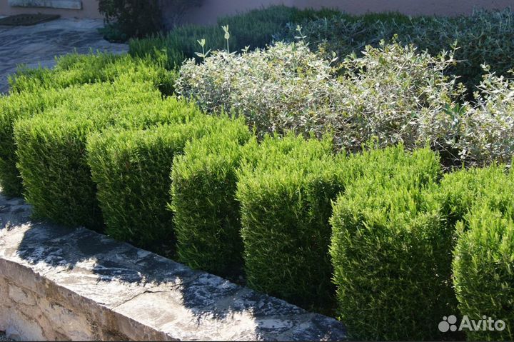 Саженцы Розмарина лекарственного до 50 см доставка