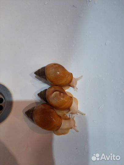 Улитки ахатины