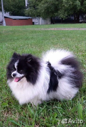 Шпиц померанский, взрослая сука мини