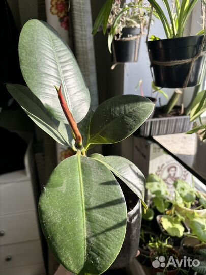 Комнатные растения цветы обмен