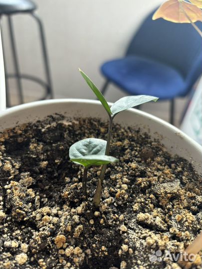 Спатифиллум, денежное дерево, доллоровое дерево