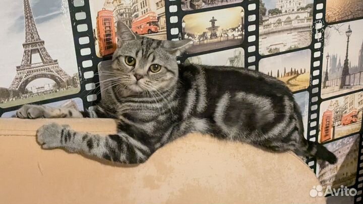 Шотландский мраморный кот на вязку