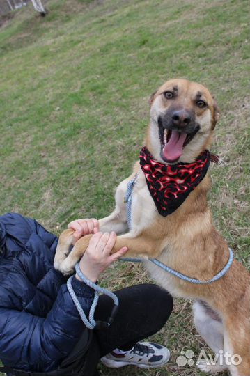 Молодой добрый пес Бивис ищет добрых хозяев