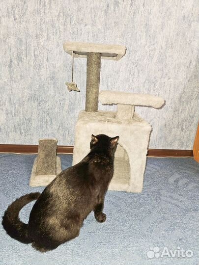 Когтеточка домик для кошки