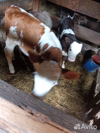 Корова с теленком