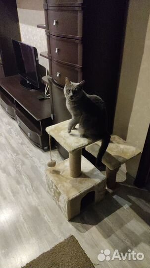Кошка в дар бесплатно
