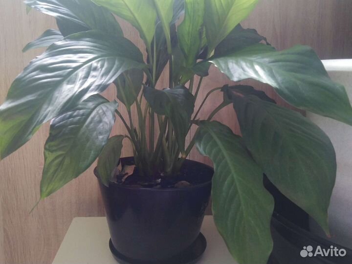 Спатифиллум