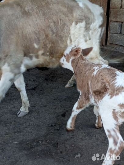 Корова с телëнком