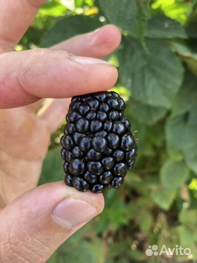 Ежевика и малина