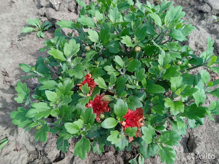 Хризантемы мультифлора