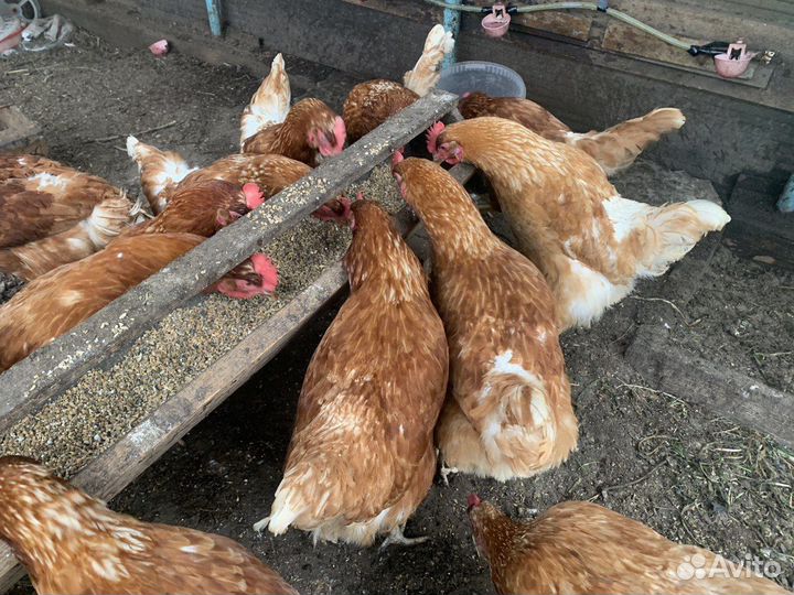 Куры несушки продам