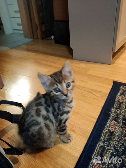 Бенгальский котёнок