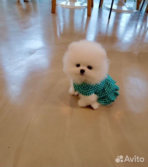 Шпиц супер мишка мини