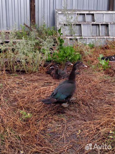 Индоутки индоутята