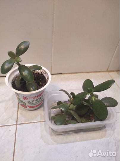 Суккулент, стапелия, бегония, молочай