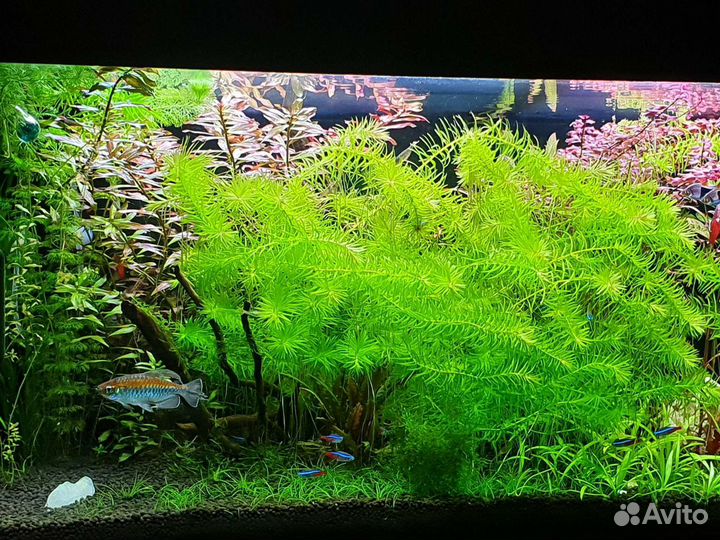 Растения для аквариума