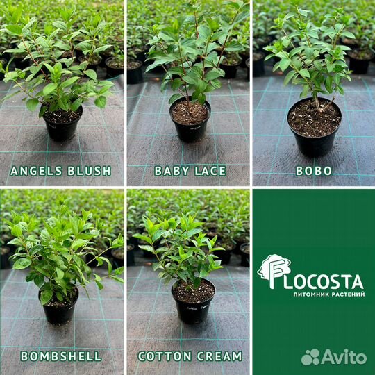 Гортензия саженцы