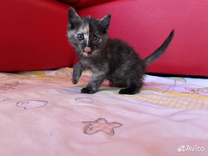 Котенок - девочка