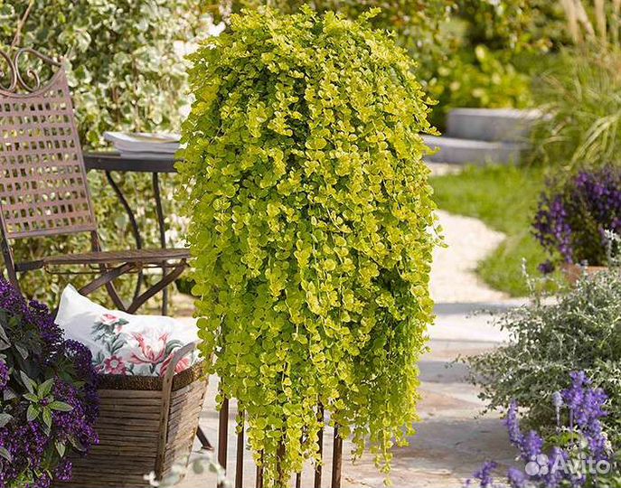 Вербейник монетчатый