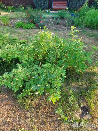 Саженцы шиповника