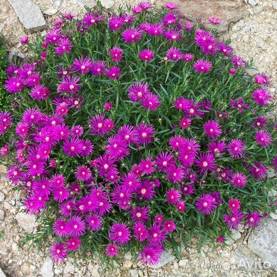 Флокс шиловидный и Делосперма