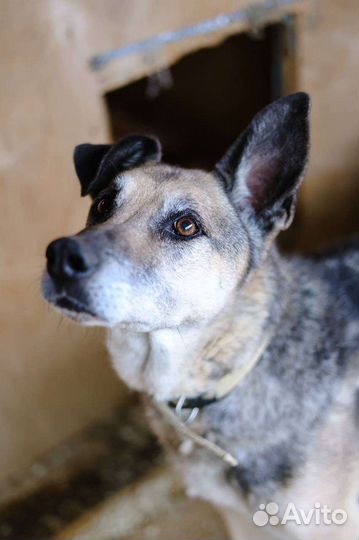 Собака в добрые руки из приюта