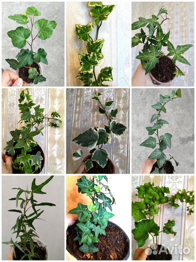 Плющи 11 сортов хедера хеликс