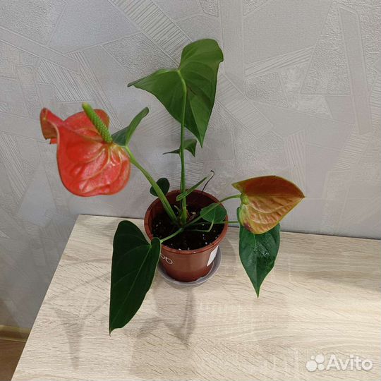 Антуриум оранжево зеленый Карма оранж