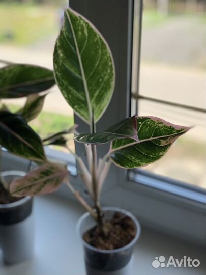 Аглаонема и другие цветы