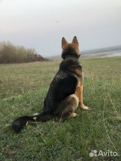 Щенки немецкой овчарки бесплатно