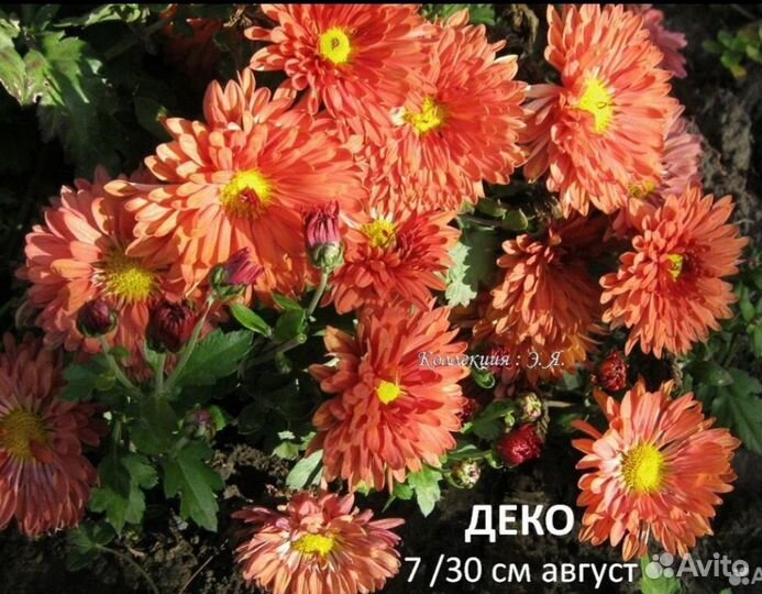 Хризантема