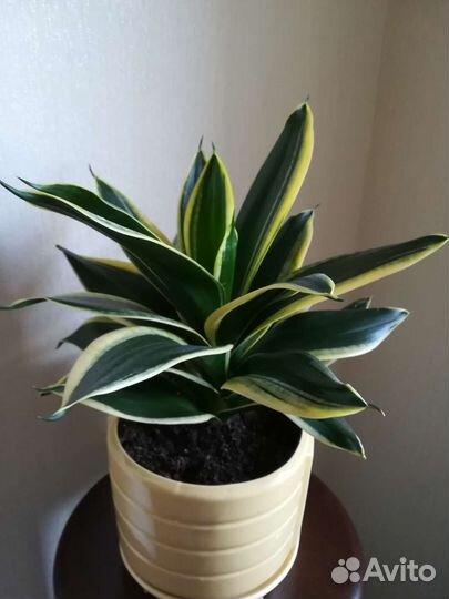 Сансевиерия ханни голд