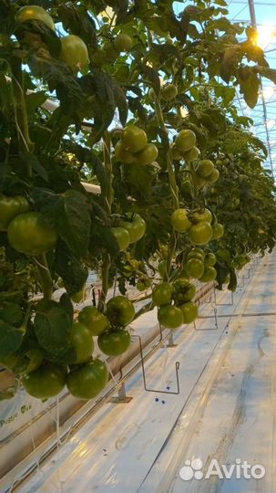 Семена томатов огурцов