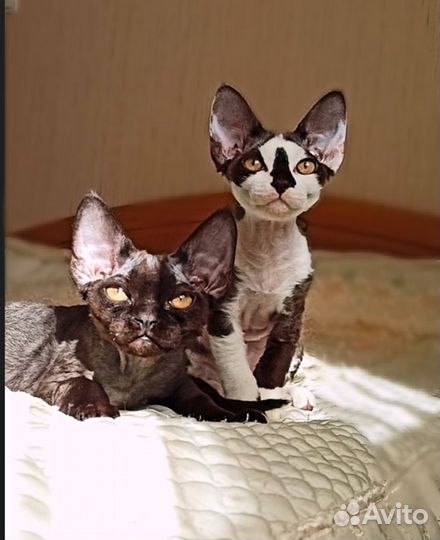 Котёнок Девон рекс